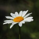 daisy, flower, white flower-3471286.jpg